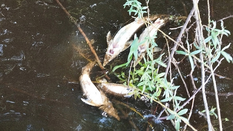 В реке Рпень нашли источник загрязнения воды измельченным пластиком