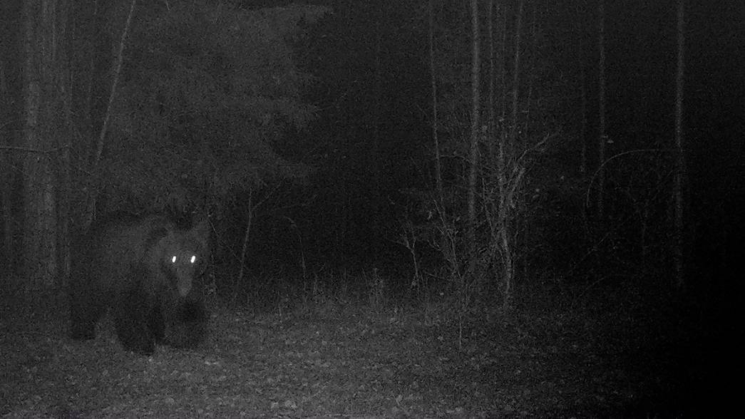 Владимирские леса стали местом постоянного обитания медведей 