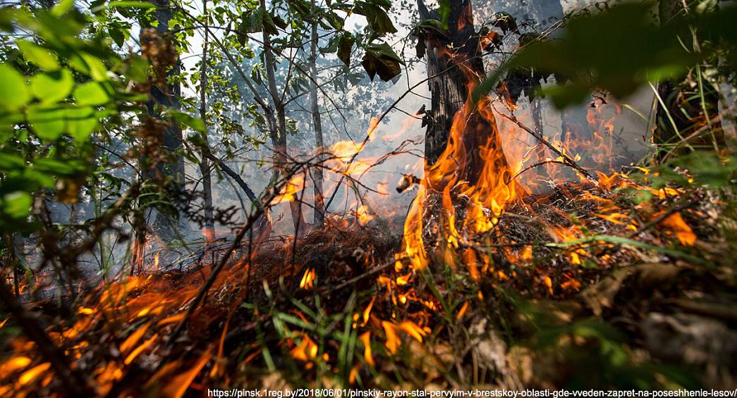 Во Владимирской области начинают гореть леса