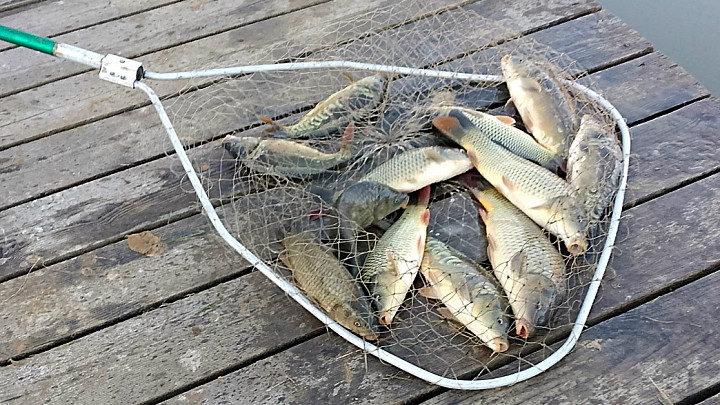 Полиция задержала мужчину, который вылавливал сачком карпов из частных прудов