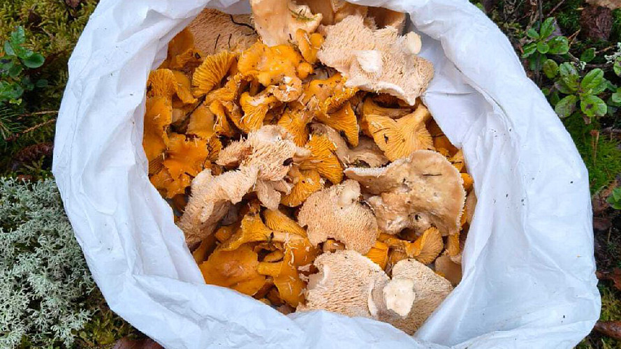 Грибная пора: во Владимирской области в лесах пошли лисички