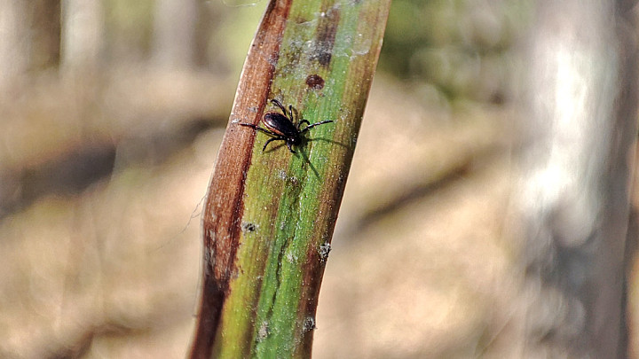Роспотребнадзор обнаружил первых в сезоне заразных клещей