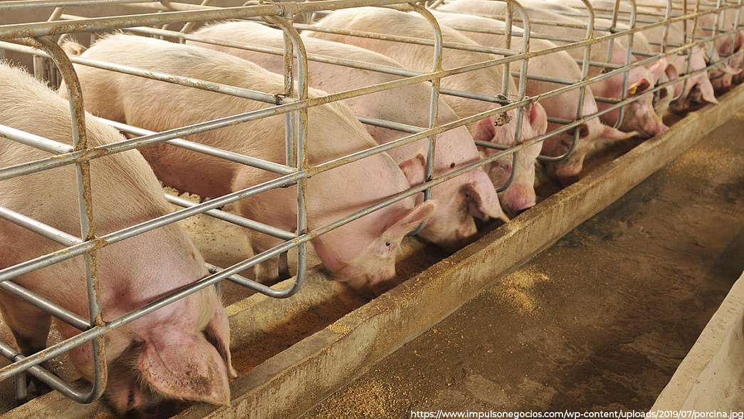 Владимирские власти заявляют о возрождении свиноводства на базе некогда процветавшего хозяйства «Мортадель»