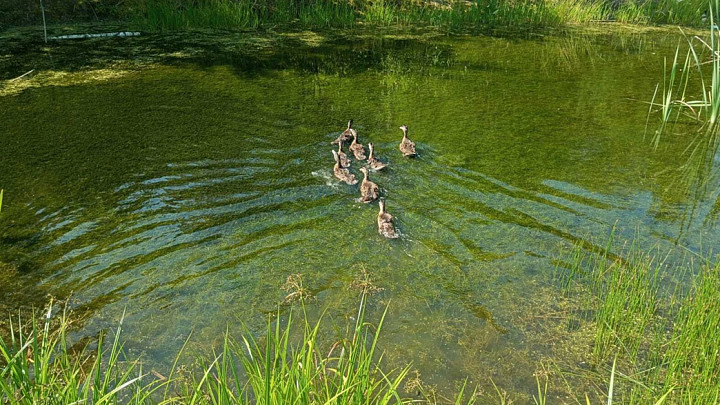 Владимирские водоемы заселяют утками