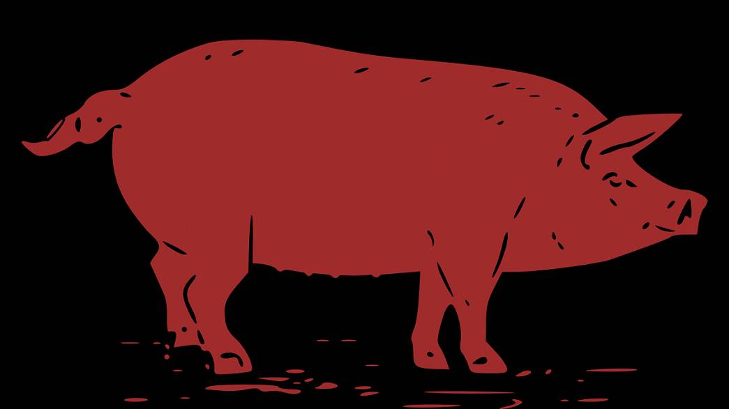 Во Владимирской области карантин по африканской чуме свиней не снимут до середины февраля