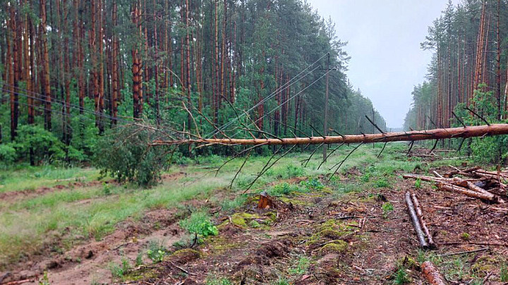 Владимирские энергетики убрали с проводов сотню упавших деревьев