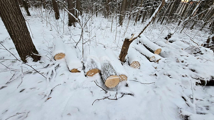 Решается вопрос о возбуждении уголовного дела по вырубке деревьев в парке «Дружба»