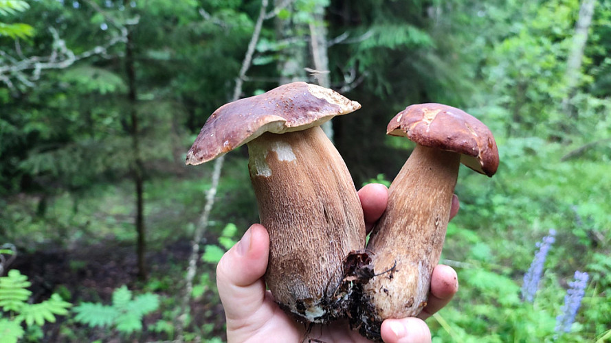 Во Владимирской области собирают первые «настоящие» грибы
