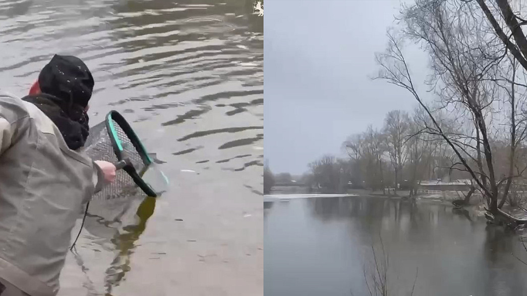 В Соловьином пруду погибли мальки рыбы
