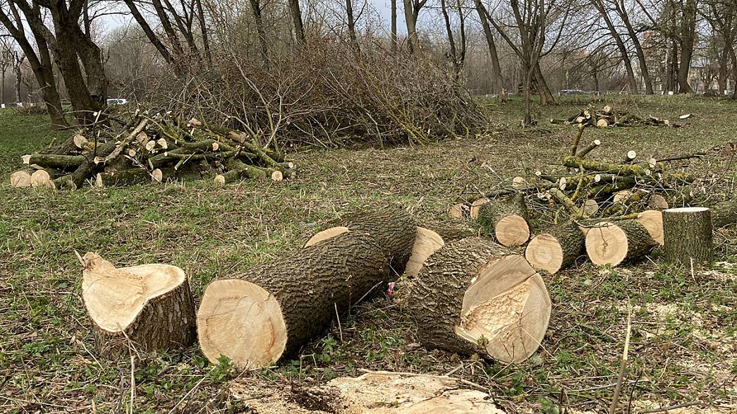 Для танков и пушек напротив владимирского Белого дома вырубят около двух десятков деревьев. Мэрия областного центра заверяет, что компенсирует потери