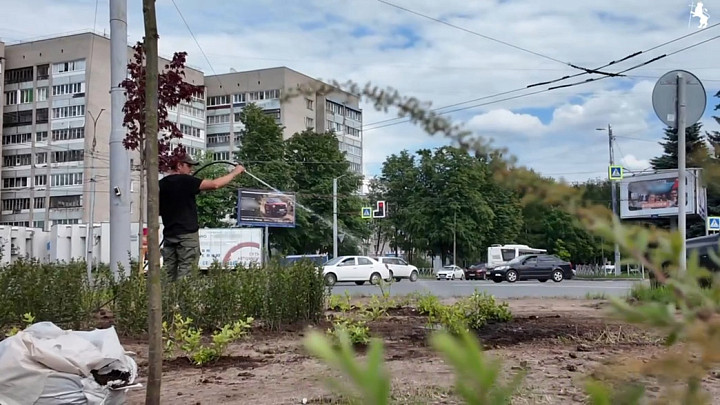 На площади Адмирала Лазарева высадили деревья и кустарники