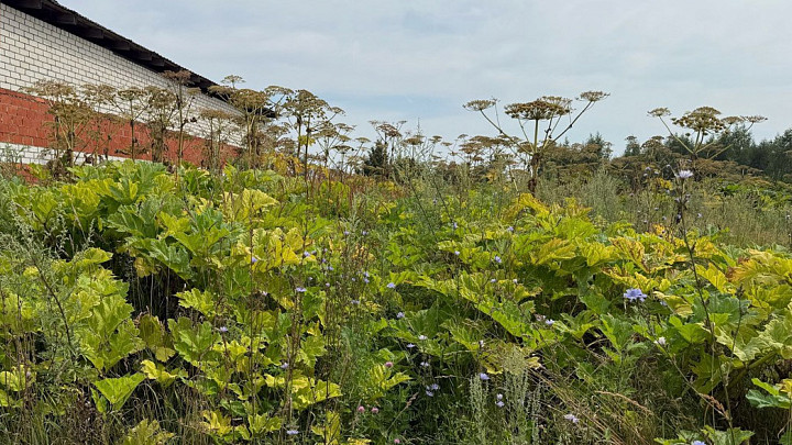 Борьба с борщевиком Сосновского довела до уголовного дела