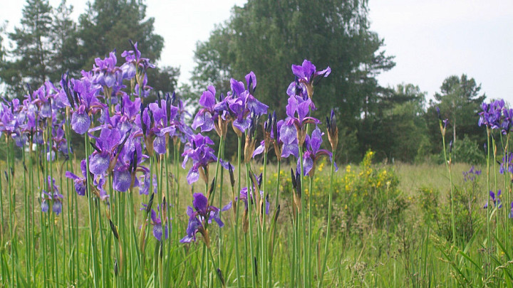 Синие ирисы в пойме Клязьмы. Памяти профессора, заслуженного геолога России Владимира Филатова
