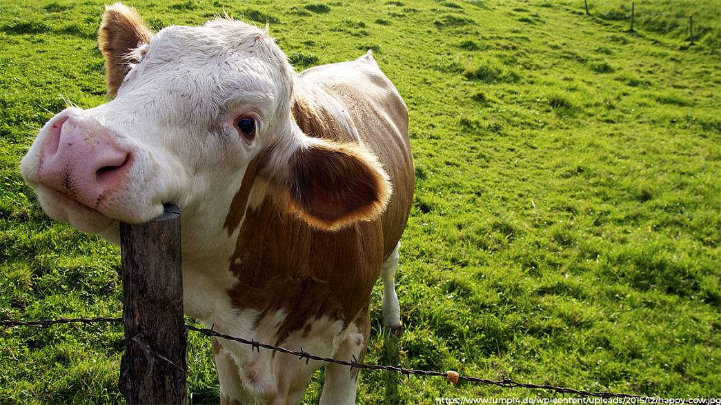 В ковидном 2020 году надои с одной среднестатистической владимирской коровы выросли на 204 килограмма