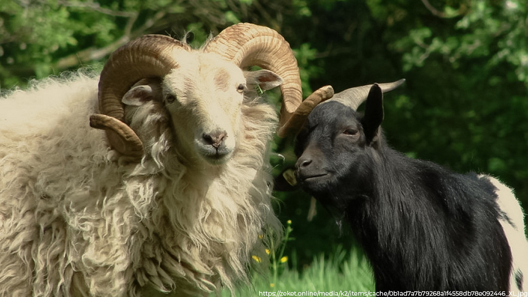 В Петушинском районе из-за оспы овец и коз на частном подворье ликвидировали 263 головы мелкого рогатого скота