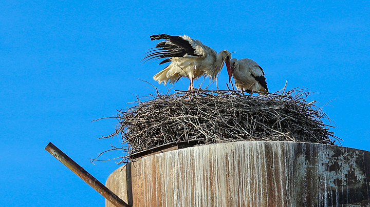 Аисты прилетели
