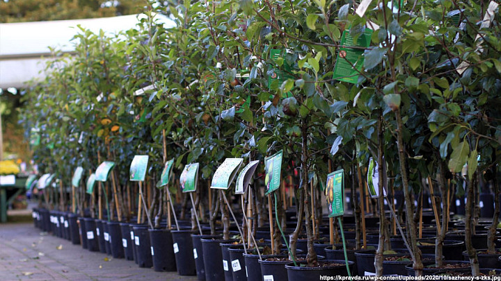 Не все красивые саженцы с «вкусными» названиями одинаково плодоносны и безопасны