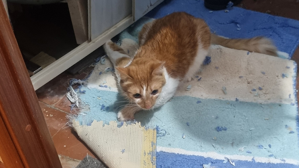 «Вот тебе и мяу». Владимирские спасатели извлекли кота из-под ванны