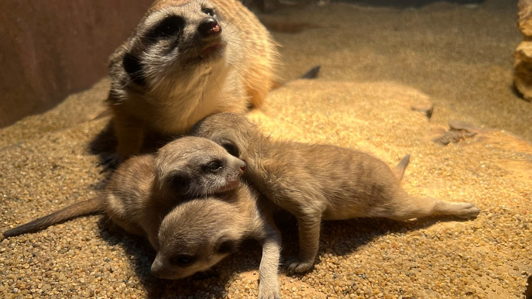 Беби-бум во владимирском экзотариуме