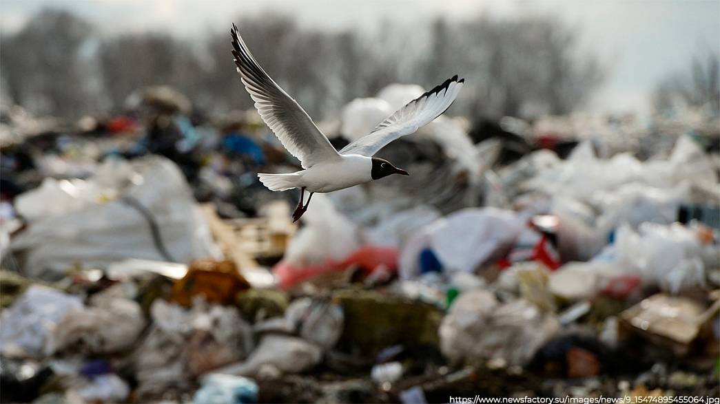 Компания сына генпрокурора России Чайки стала оператором по работе с мусором в «подмосковной» зоне Владимирской области