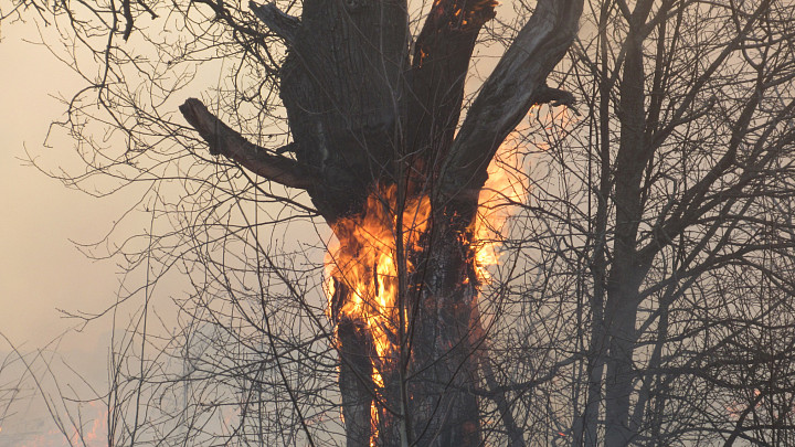 Во Владимирской области за 2025 год сгорело менее 0,001% всех лесов