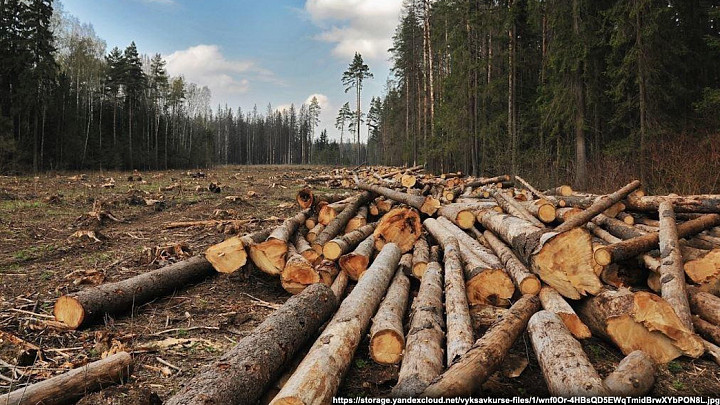 Вынесен приговор «черному лесорубу», уничтожившему деревьев больше, чем на миллион рублей