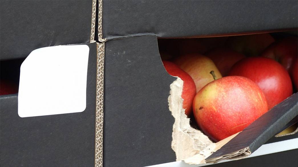 Россельхознадзор уничтожил 38 килограммов яблок