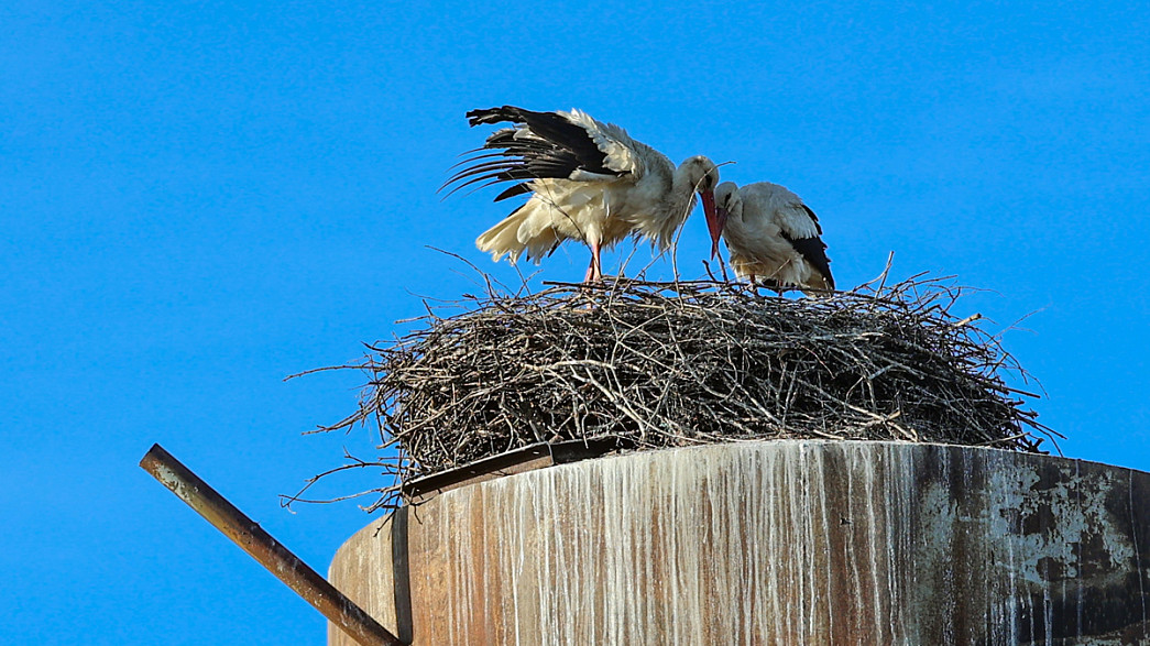 Аисты прилетели