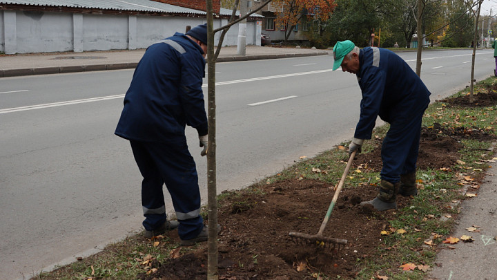 Два дерева взамен одного: во Владимире высадили новые деревья вместо уничтоженных ясеневой златкой