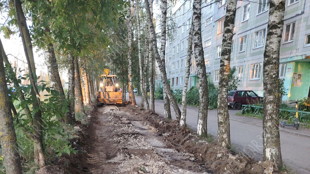 Во Владимире деревья снова стали жертвой благоустройства