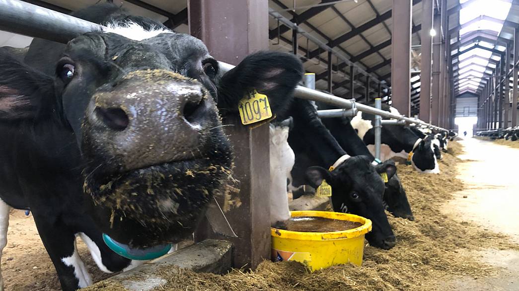 Во Владимирской области открыли новый животноводческий комплекс на 400 голов крупного рогатого скота 