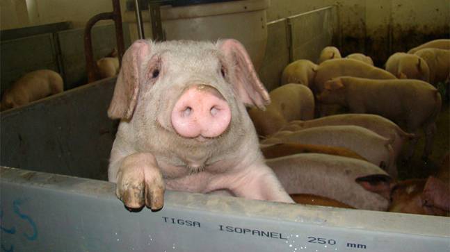 Модернизация свинокомплекса в Лесном продлится два года