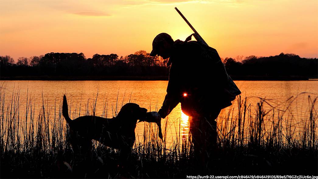 25 июля во Владимирской области начинается сезон охоты на дупелей, бекасов и коростелей. Добывать пернатую дичь можно будет до 15 ноября
