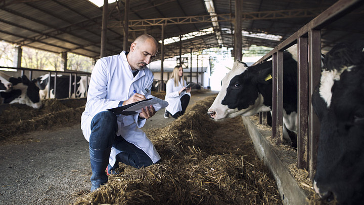 Какие болезни угрожают диким и домашним животным Владимирской области?