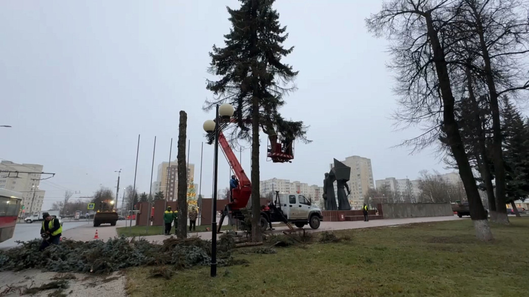 На площади Победы города Владимира вырубают больные ели, чтобы посадить новые