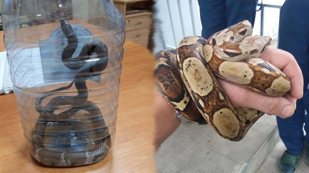 Житель Владимира обнаружил у себя в квартире змею