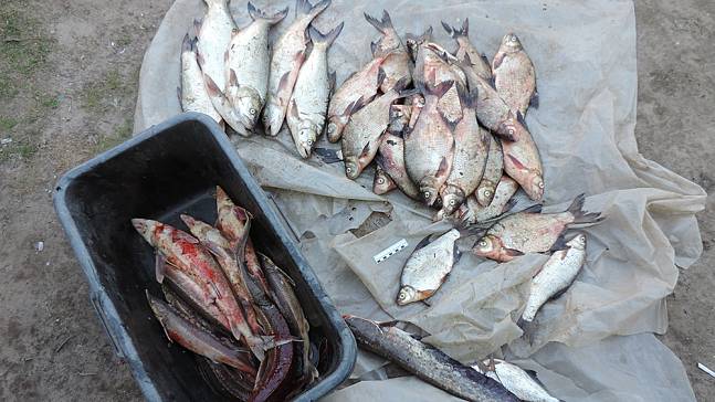 В Муроме разоблачен «браконьерский картель» с участием сотрудников Рыбнадзора