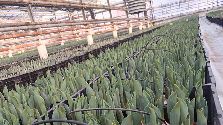 Первые владимирские тюльпаны — для влюбленных