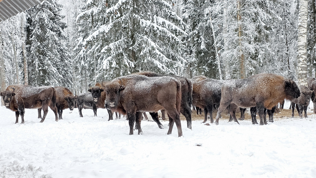 Популяция владимирских зубров приблизилась к трем сотням