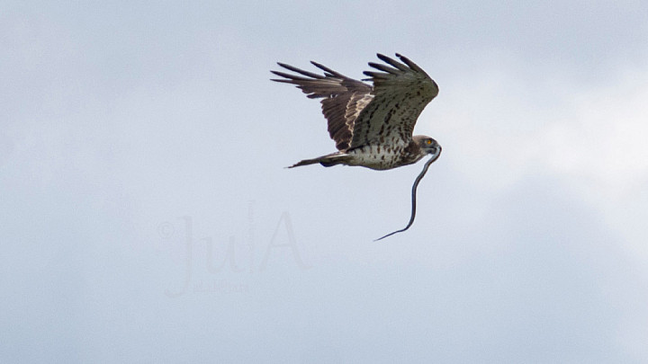 Во Владимирской области редкие птицы гибнут из-за незащищенных проводов ЛЭП