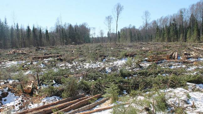 ЗАО «Муром» вырубит 35 гектаров киржачского леса