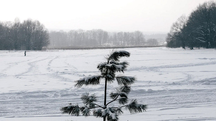 Во Владимире спасли от вырубки почти 5 гектаров леса
