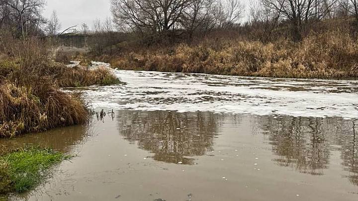 Массовый мор рыбы во владимирских реках произошел из-за навозных стоков