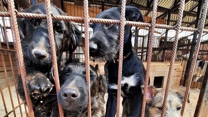 Жительница Владимира требует закрыть приют для животных «Валента»