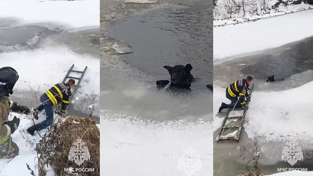 Собака плакала и тонула, но спасатели подоспели вовремя