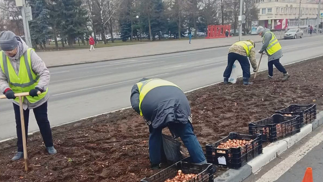 Владимирцы воруют даже не выросшие цветы