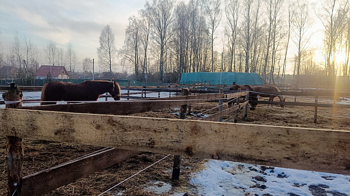 За опасные конные прогулки и травму ребенка владелица частной конюшни получила штраф