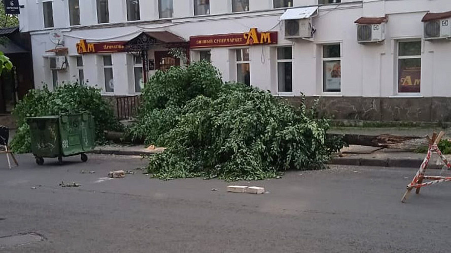 Нашелся «похититель» лип на Девической улице города Владимира. Но это не точно