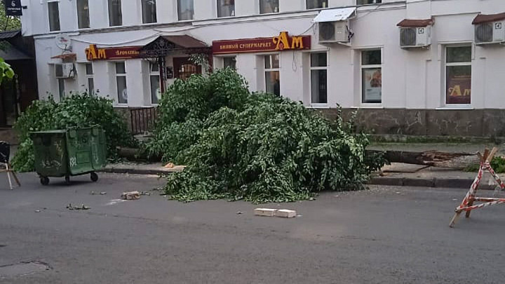 Нашелся «похититель» лип на Девической улице города Владимира. Но это не точно