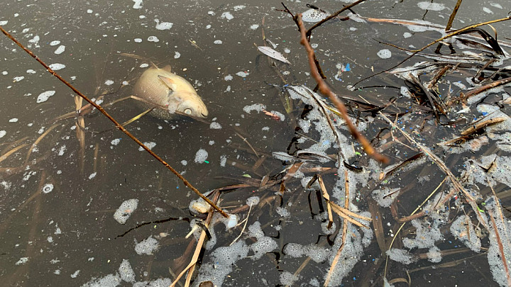 Партии «Зеленые» призвала прекратить сброс микропластика в Клязьму